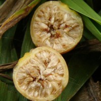 Ficus benjamina L.